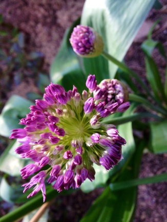 Allium opening
